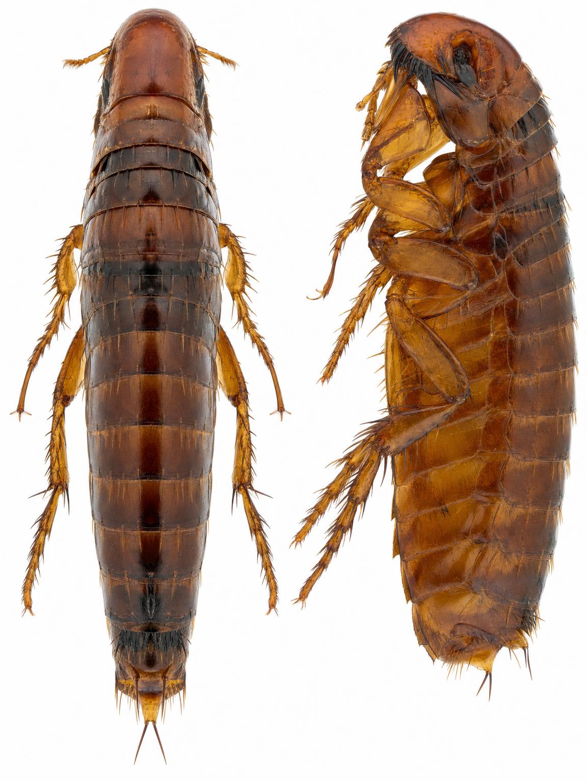 Blecha psí Ctenocephalides canis — dorsální a laterální pohled, entomologie, dezinsekce