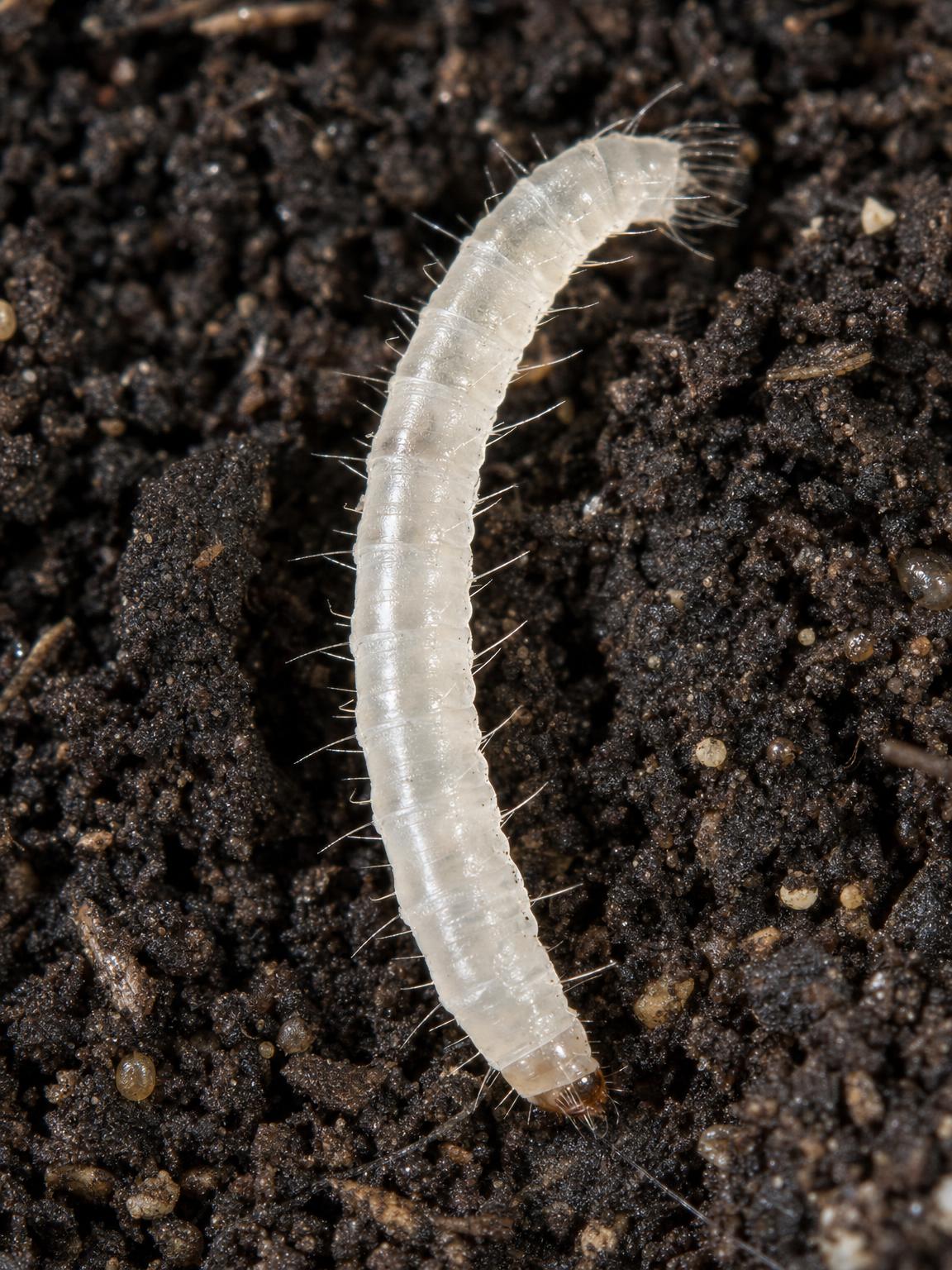 Larva blechy na zemi — dezinsekce blech MSK DERASPOL