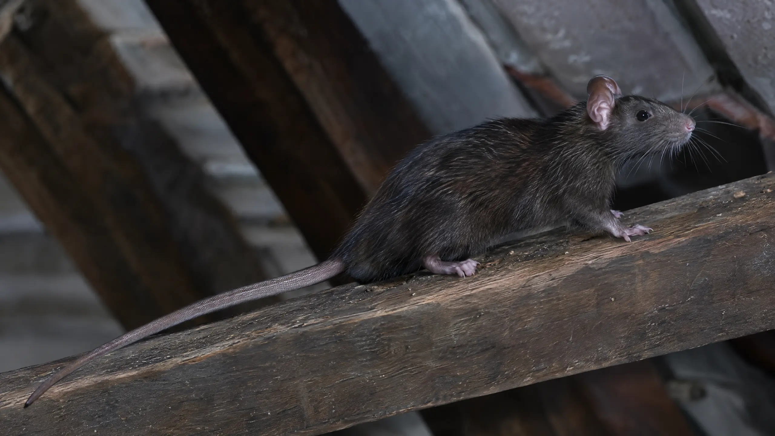 Krysa obecná (Rattus rattus) - typický škůdce v lokalitě Antošovice, Ostrava, Moravskoslezský kraj