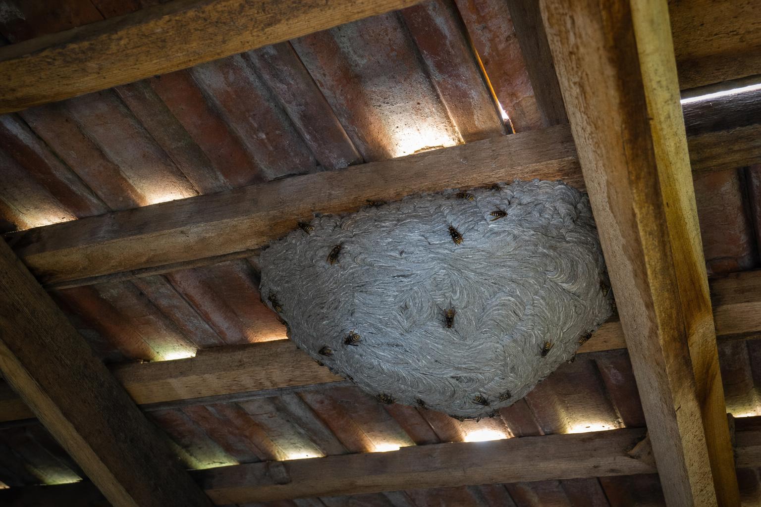 Sršeň – likvidace vos a sršňů na Moravě